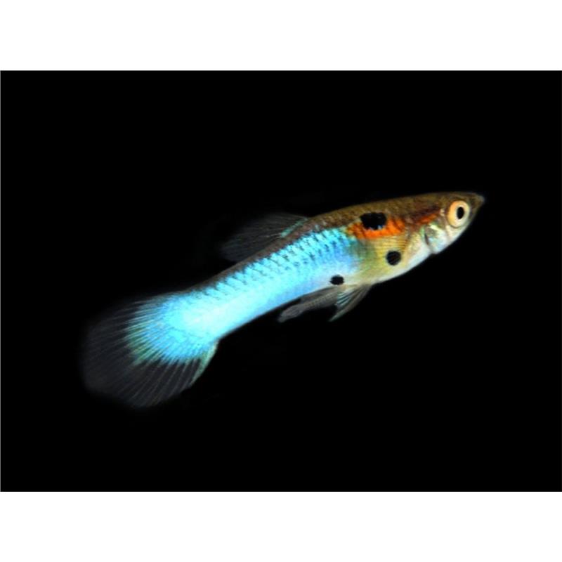 Poecilia wingei japan blue long - imagine 3